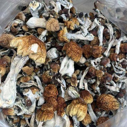 Golden Teacher Paddestoelen